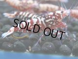 141　H【20期目突入記念！】Fan shrimp ド派手系！！レッドシュガー超特価！