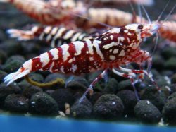 画像1: 141　H【20期目突入記念！】Fan shrimp ド派手系！！レッドシュガー超特価！