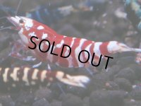 074　H【20期目突入記念！】コスパもある！！新種系色々MIXお宝発見50連発！！