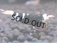 069　H【20期目突入記念！】コスパもある！！新種系色々MIXお宝発見50連発！！