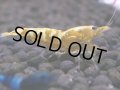 084　H【20期目突入記念！】コスパもある！！新種系色々MIXお宝発見50連発！！