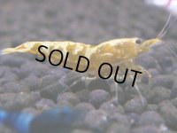 084　H【20期目突入記念！】コスパもある！！新種系色々MIXお宝発見50連発！！