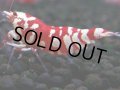 386　R【20期目突入記念！】RED FANCY TIGER FULL ADULT メス確定30連発！
