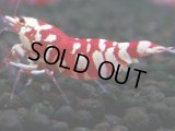 386　R【20期目突入記念！】RED FANCY TIGER FULL ADULT メス確定30連発！