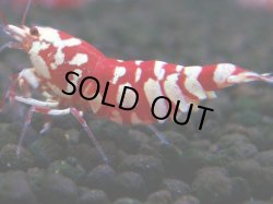 画像1: 386　R【20期目突入記念！】RED FANCY TIGER FULL ADULT メス確定30連発！
