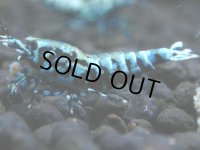 358　H【20期目突入記念！】BMG オス 超特価20連発！
