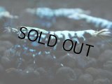 354　H【20期目突入記念！】BMG オス 超特価20連発！