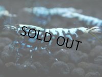 354　H【20期目突入記念！】BMG オス 超特価20連発！
