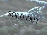 312　H【20期目突入記念！】BMG メス 超特価50連発！
