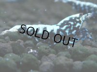 312　H【20期目突入記念！】BMG メス 超特価50連発！