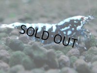 338　H【20期目突入記念！】BMG メス 超特価50連発！