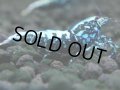 334　H【20期目突入記念！】BMG メス 超特価50連発！