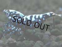 318　H【20期目突入記念！】BMG メス 超特価50連発！