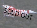 392　R【20期目突入記念！】RED FANCY TIGER FULL ADULT メス確定30連発！