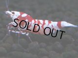 392　R【20期目突入記念！】RED FANCY TIGER FULL ADULT メス確定30連発！