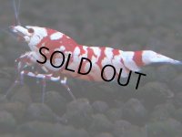 392　R【20期目突入記念！】RED FANCY TIGER FULL ADULT メス確定30連発！