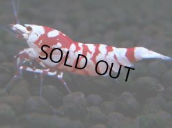画像1: 392　R【20期目突入記念！】RED FANCY TIGER FULL ADULT メス確定30連発！