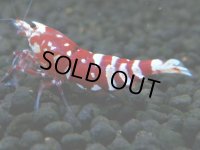 187　P【20期目突入記念！】RFT KOREA ECOPIA 究極に近づくためのエビ！