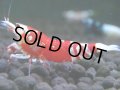 291　H【20期目突入記念！】スーパーサヤチャンス100連発！