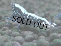 311　H【20期目突入記念！】BMG メス 超特価50連発！