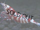 256　H【20期目突入記念！】スーパーサヤチャンス100連発！