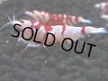 389　R【20期目突入記念！】RED FANCY TIGER FULL ADULT メス確定30連発！