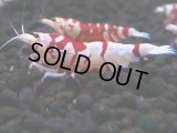 389　R【20期目突入記念！】RED FANCY TIGER FULL ADULT メス確定30連発！