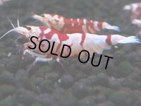 389　R【20期目突入記念！】RED FANCY TIGER FULL ADULT メス確定30連発！