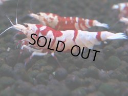 画像1: 389　R【20期目突入記念！】RED FANCY TIGER FULL ADULT メス確定30連発！