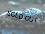 363　H【20期目突入記念！】BMG オス 超特価20連発！