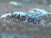 363　H【20期目突入記念！】BMG オス 超特価20連発！