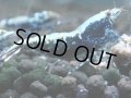 310　H【20期目突入記念！】BMG メス 超特価50連発！