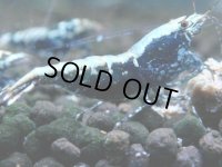 310　H【20期目突入記念！】BMG メス 超特価50連発！