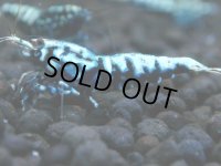 361　H【20期目突入記念！】BMG オス 超特価20連発！