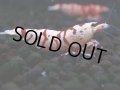 378　R【20期目突入記念！】RED FANCY TIGER FULL ADULT メス確定30連発！