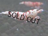 378　R【20期目突入記念！】RED FANCY TIGER FULL ADULT メス確定30連発！