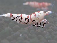 378　R【20期目突入記念！】RED FANCY TIGER FULL ADULT メス確定30連発！