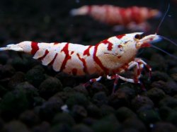 画像1: 378　R【20期目突入記念！】RED FANCY TIGER FULL ADULT メス確定30連発！