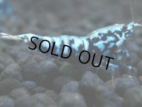 357　H【20期目突入記念！】BMG オス 超特価20連発！
