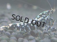 261　H【20期目突入記念！】スーパーサヤチャンス100連発！