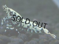 263　H【20期目突入記念！】スーパーサヤチャンス100連発！