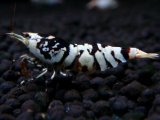 171　K【20期目突入記念！】BLACK FANCY TIGER アダルトメス確定！