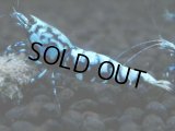 356　H【20期目突入記念！】BMG オス 超特価20連発！