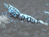 356　H【20期目突入記念！】BMG オス 超特価20連発！