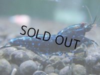 260　H【20期目突入記念！】スーパーサヤチャンス100連発！