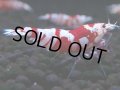 398　R【20期目突入記念！】RED FANCY TIGER FULL ADULT メス確定30連発！