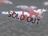 398　R【20期目突入記念！】RED FANCY TIGER FULL ADULT メス確定30連発！