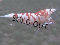 388　R【20期目突入記念！】RED FANCY TIGER FULL ADULT メス確定30連発！