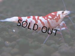 画像1: 388　R【20期目突入記念！】RED FANCY TIGER FULL ADULT メス確定30連発！