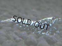 271　H【20期目突入記念！】スーパーサヤチャンス100連発！